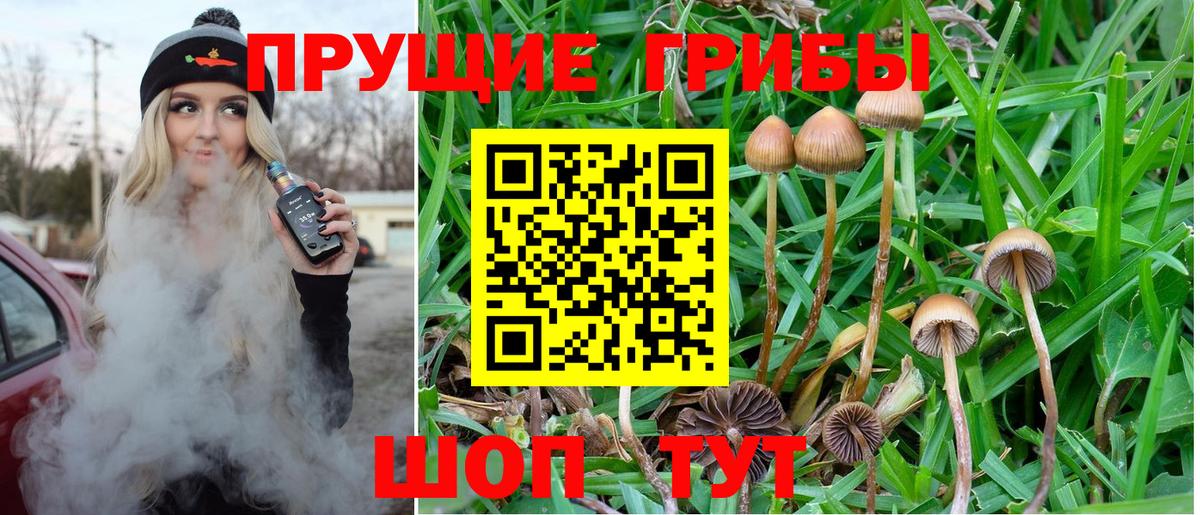 Галлюциногенные грибы Psilocybine cubensis Сафоново